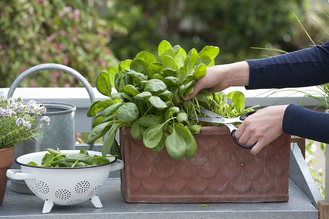 Woman harvesting spinach 'Emilia F1' (Spinacia oleracea) on balcony