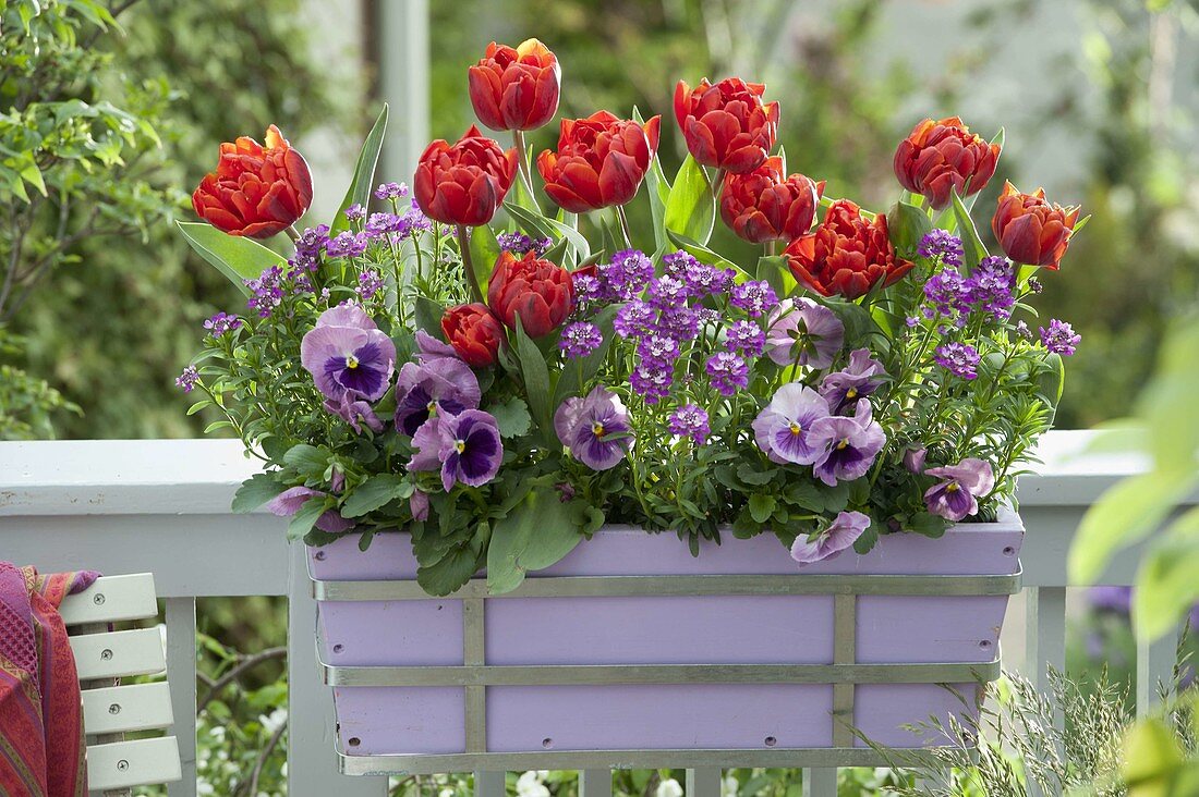 Balcony box with Tulipa 'Red Princess', Iberis