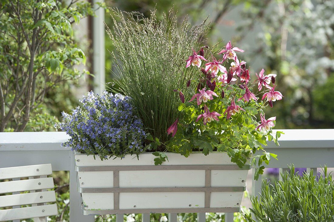 Perennial box with Veronica teucrium (Speedwell), Festuca ovata