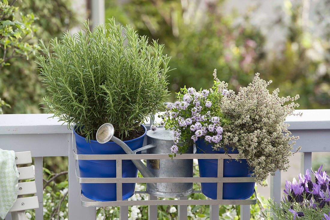 Rosemary (Rosmarinus), Thyme (Thymus) in blue metal pots