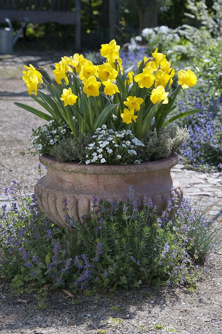 Terracotta bowl with Narcissus 'Yellow River' (daffodils), Arenaria