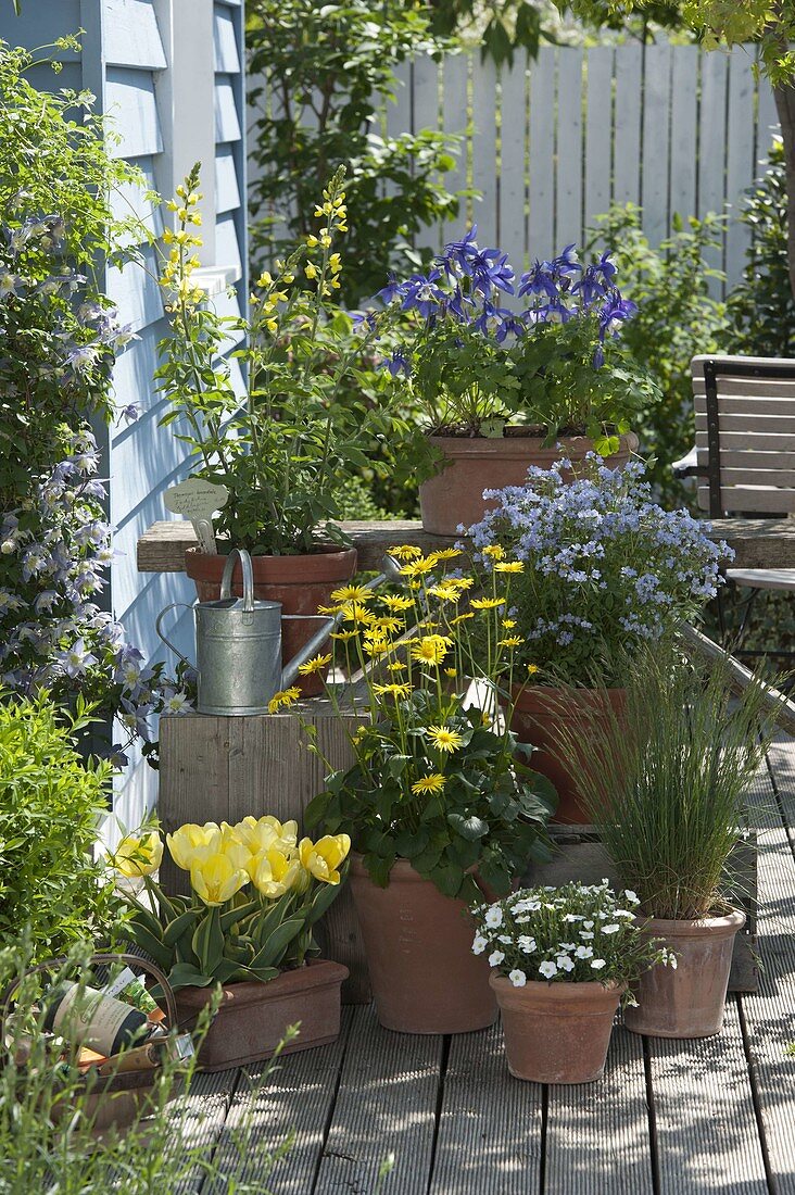 Terrace with Polemonium reptans (Jacob's ladder), Festuca ovina