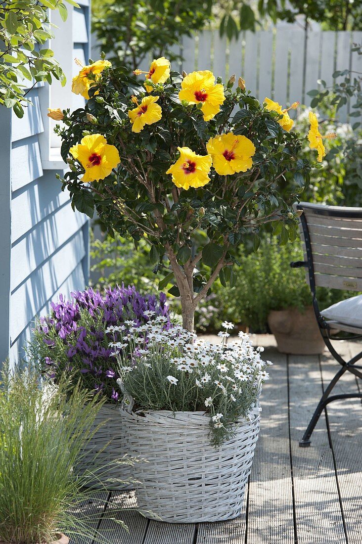 Hibiscus rosa sinensis 'Hula Girl', Leucanthemum 'African Eyes'