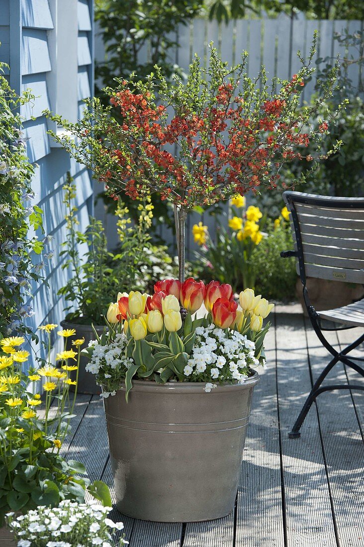 Chaenomeles 'Sargentii' (ornamental quince) stems, Tulipa (tulips)