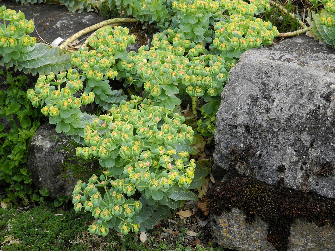Euphorbia myrsinites (rolling spurge) in stone wall