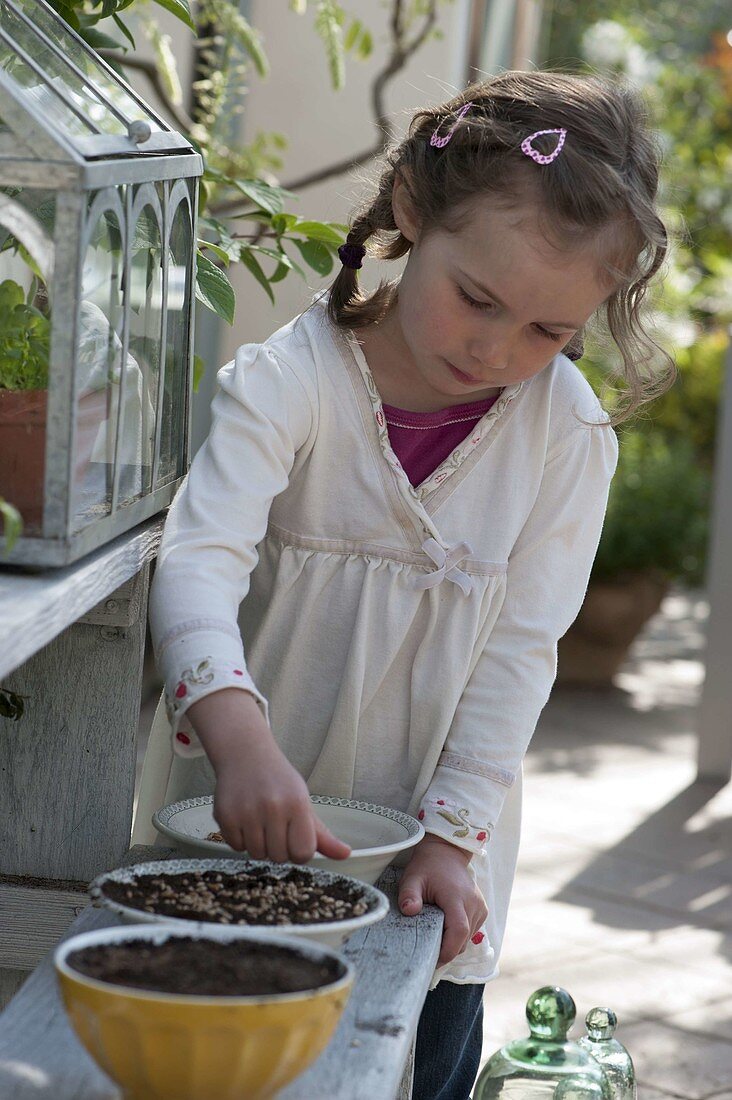 Girl sowing wheat grass for Easter