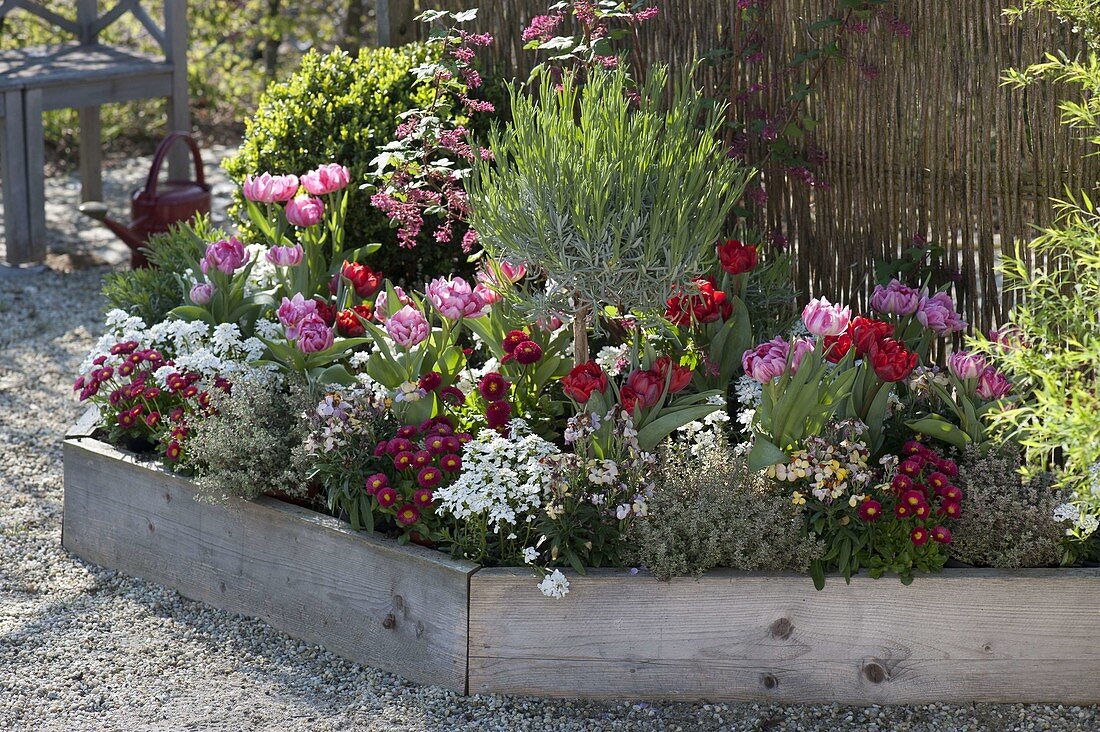 Trapeze flowerbed with Buxus, Ribes 'King Eduard'