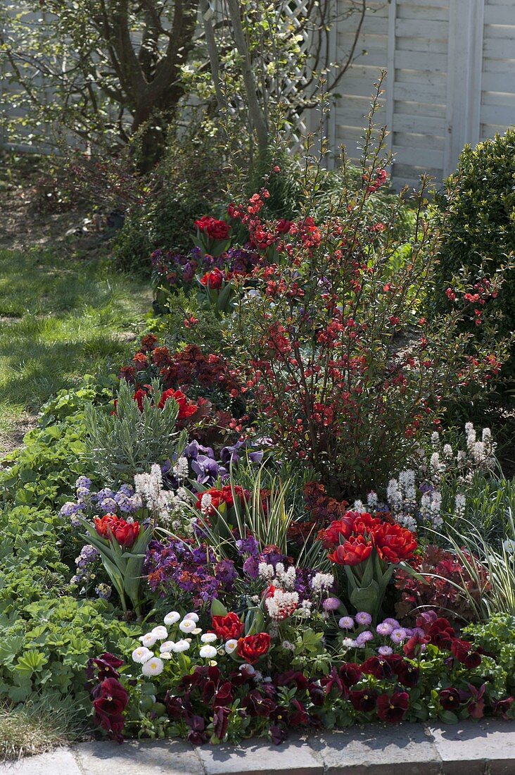 Red bed with Chaenomeles speciosa 'Friesdorfer Typ 205' (false quince)