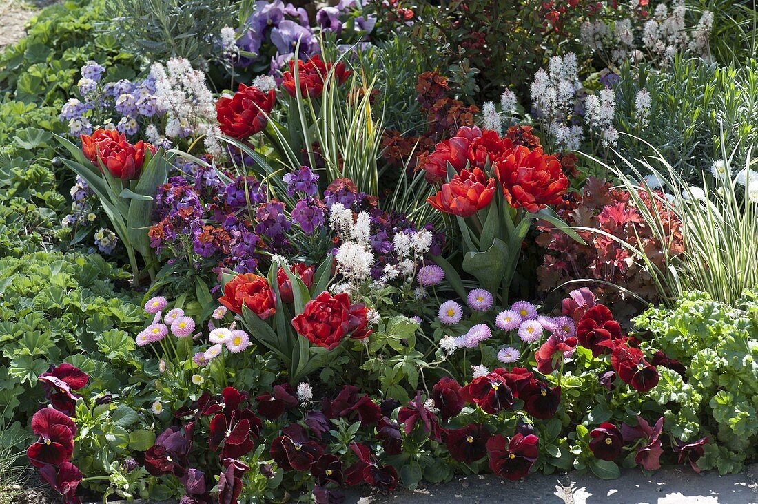 Red flowerbed with Chaenomeles speciosa 'Friesdorfer type 205'