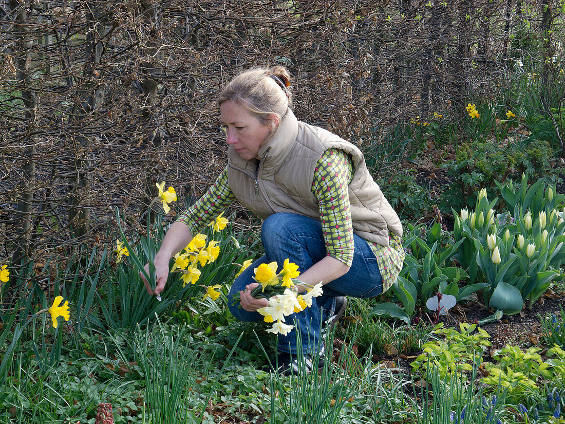 Woman picking Narcissus (Narcissus) in front of Carpinus hedge