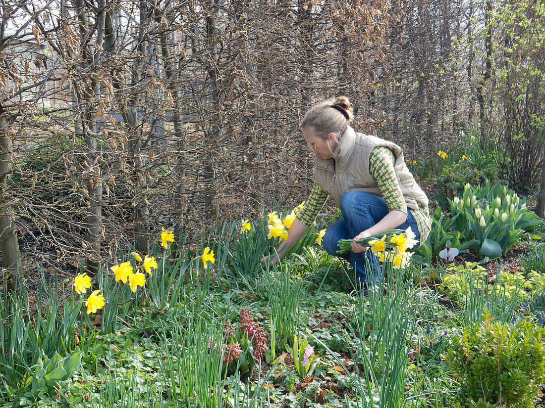 Woman picking Narcissus (Narcissus) in front of Carpinus hedge