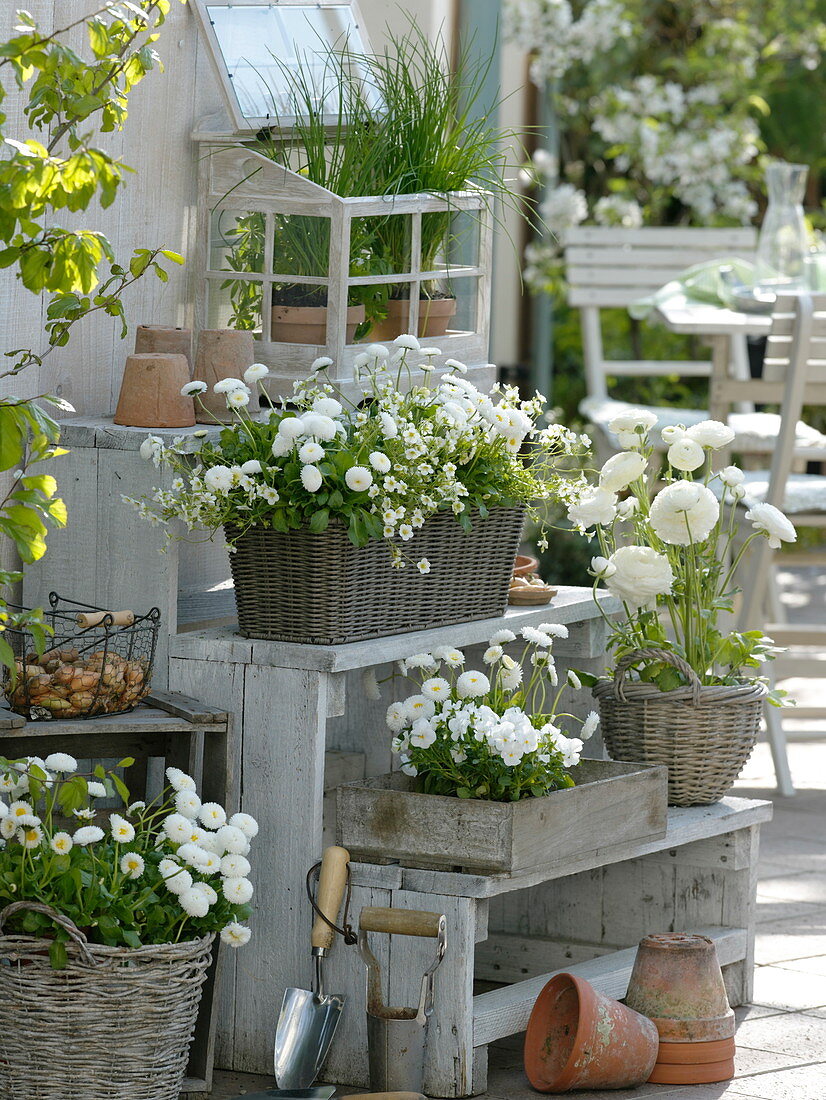 weiße Terrasse mit Bellis (Tausendschön), Saxifraga arendsii 'Schneeteppich'