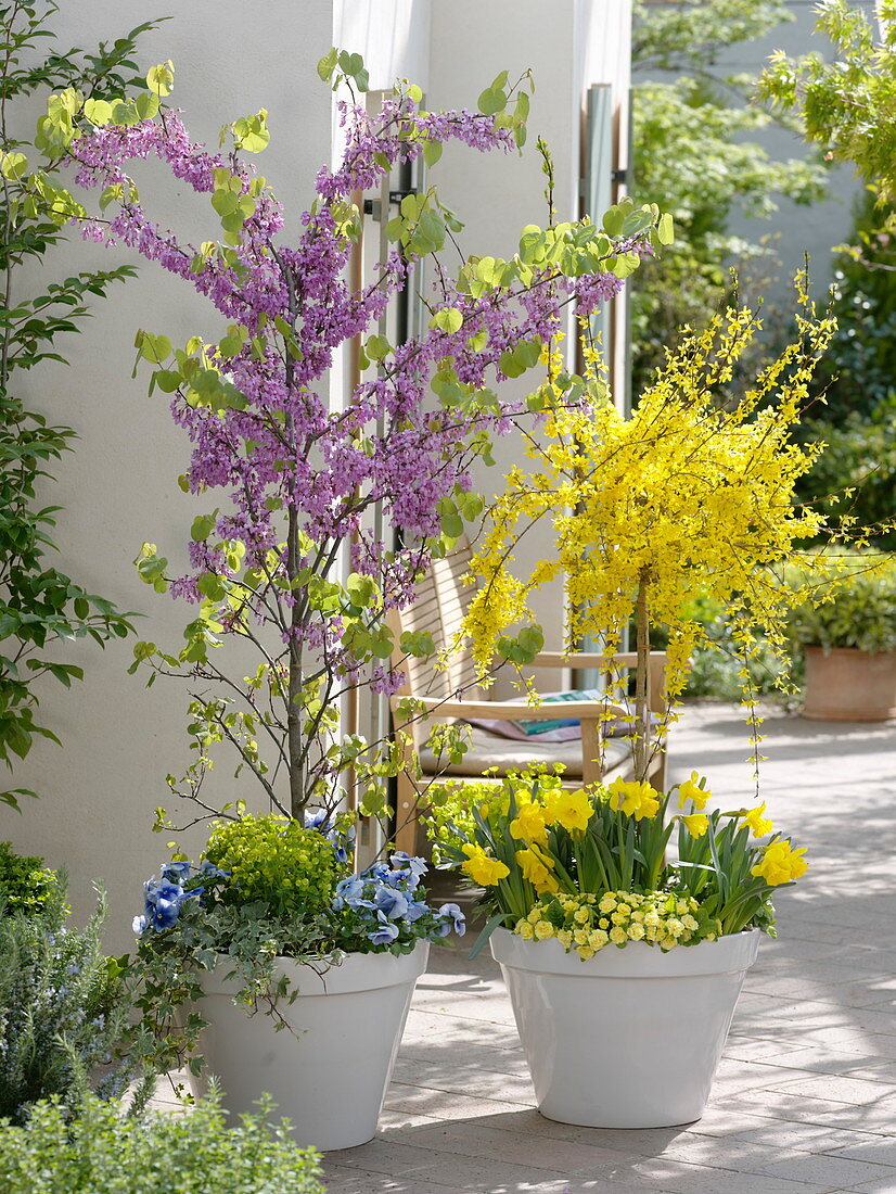 Cercis siliquastrum (Judasbaum), Forsythia intermedia 'Weekend'