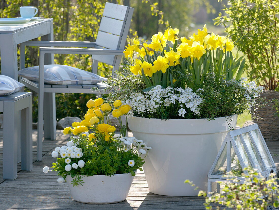 weiße Schale mit Narcissus 'Yellow River' (Narzissen), Lonicera nitida