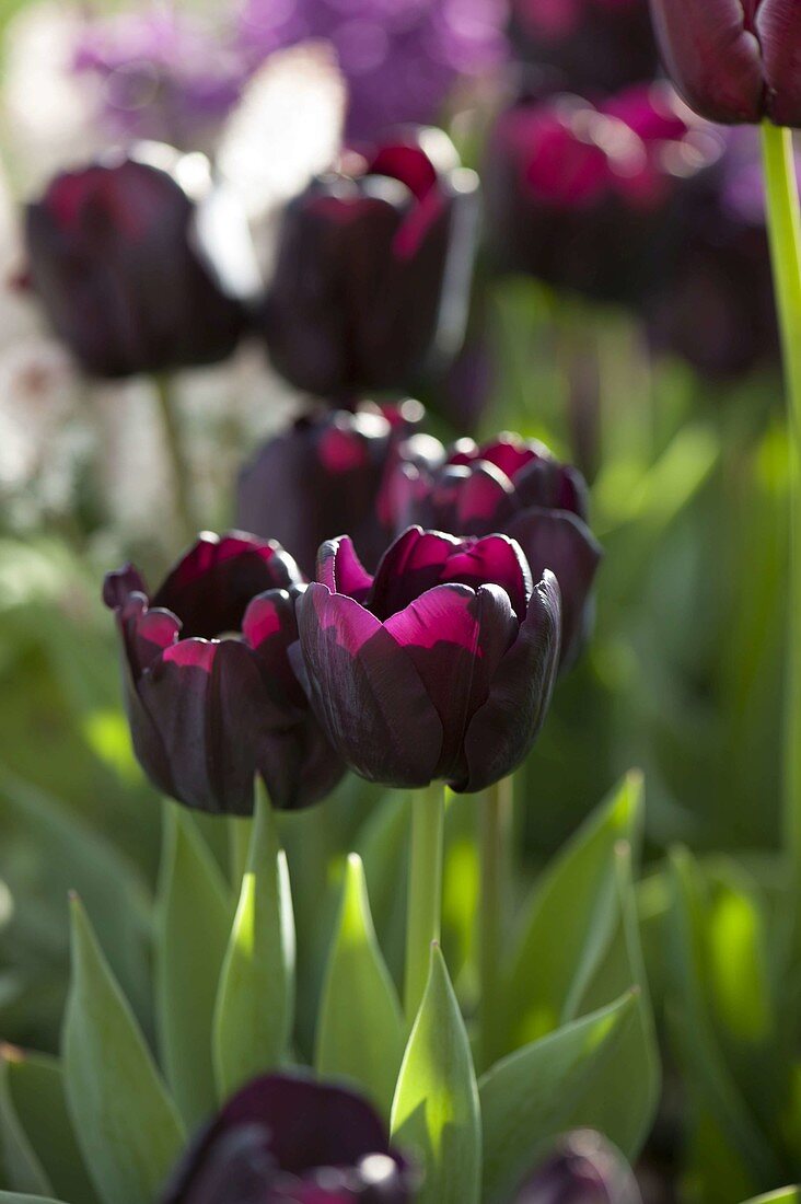 Tulipa 'Queen of the night' (tulips)