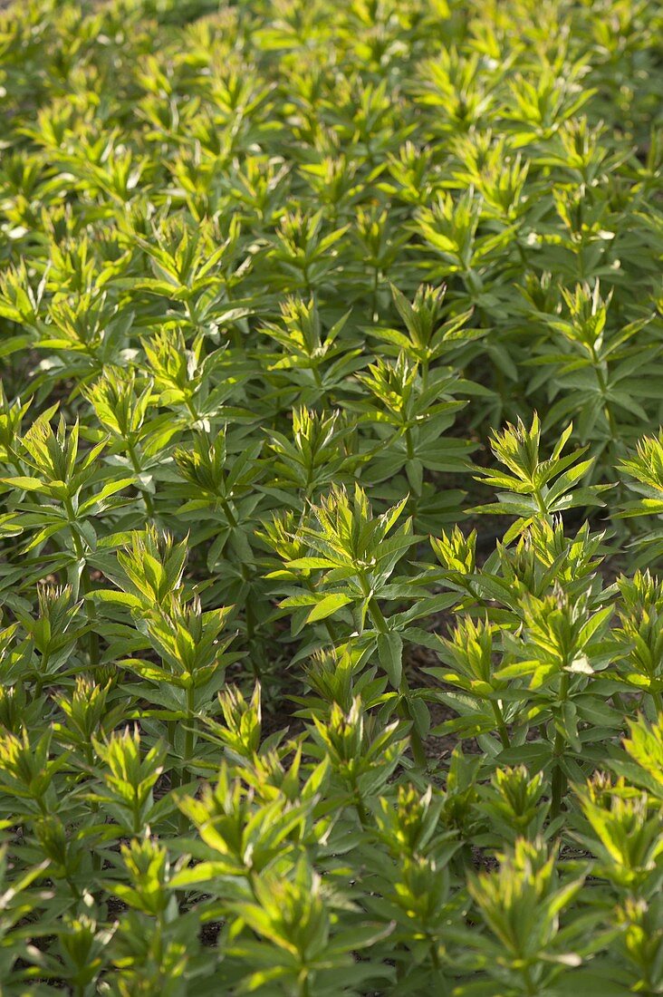 Veronicastrum virginicum syn Veronica virginica (medicinal speedwell)