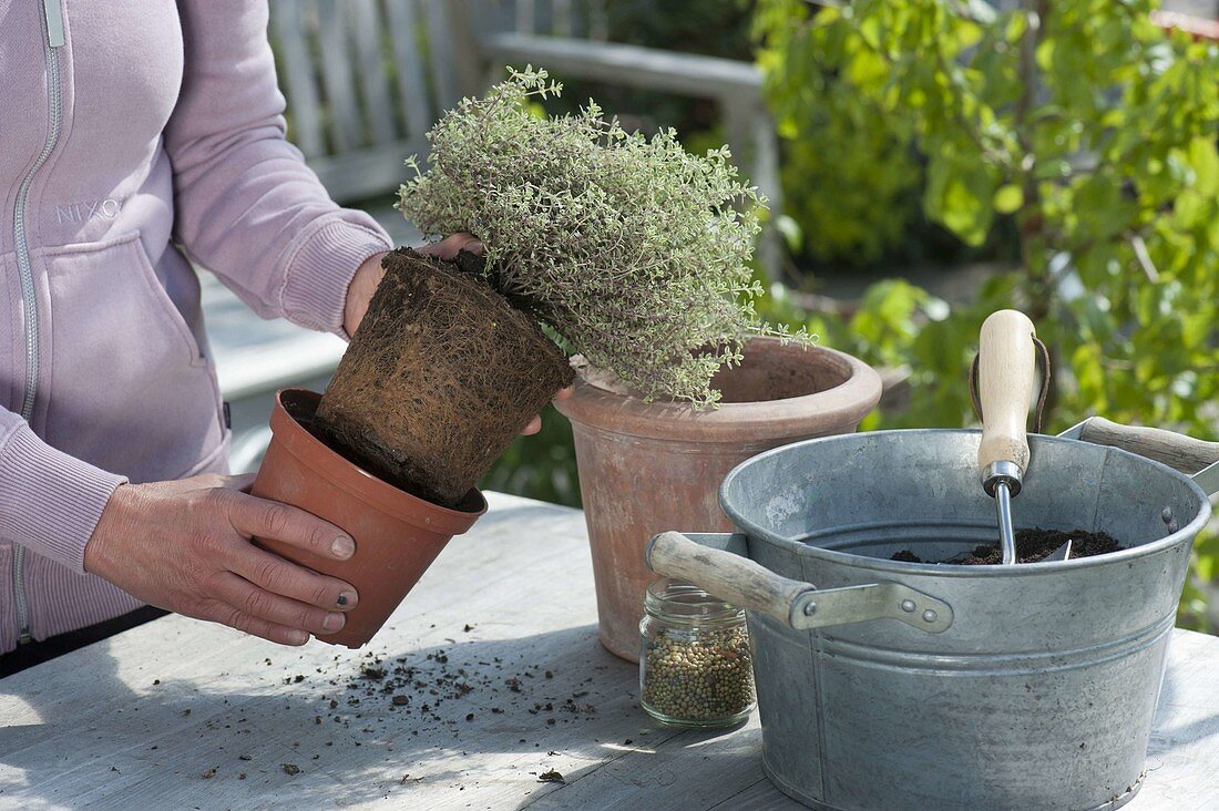 Lemon thyme 'Silver Queen' (Thymus citriodorus)