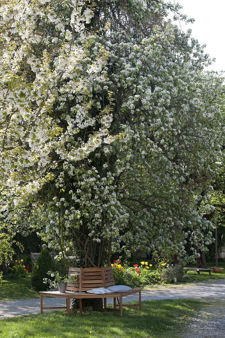 Tree bench around old pear tree