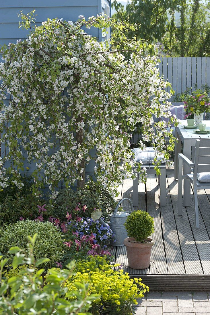 Malus 'Red Jade' in the patio, Aquilegia