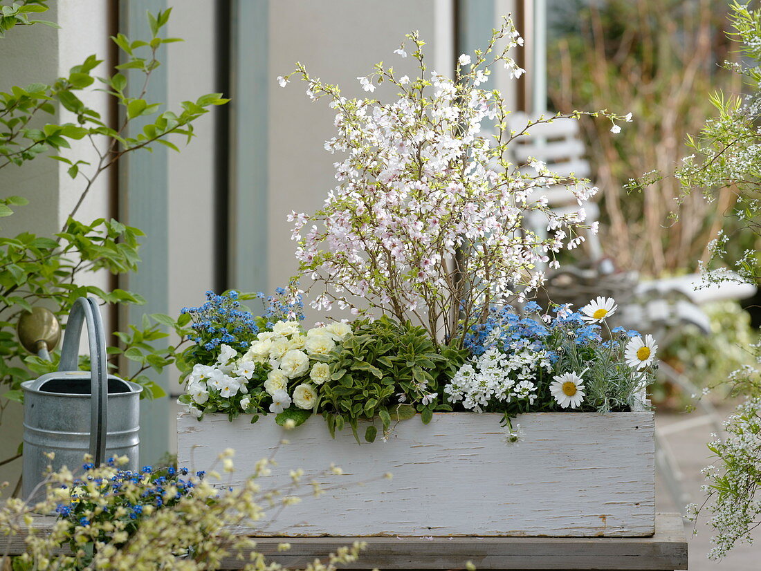 Planting a blue and white spring box (4/4)