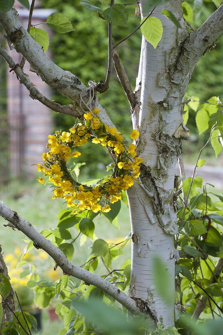 Wreath of Ranunculus acris (buttercups) on Betula tree