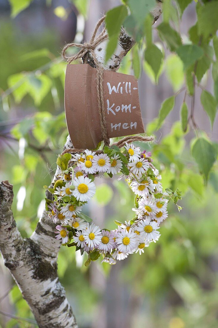 Wreath of Bellis perennis (Daisies) on Betula (birch)