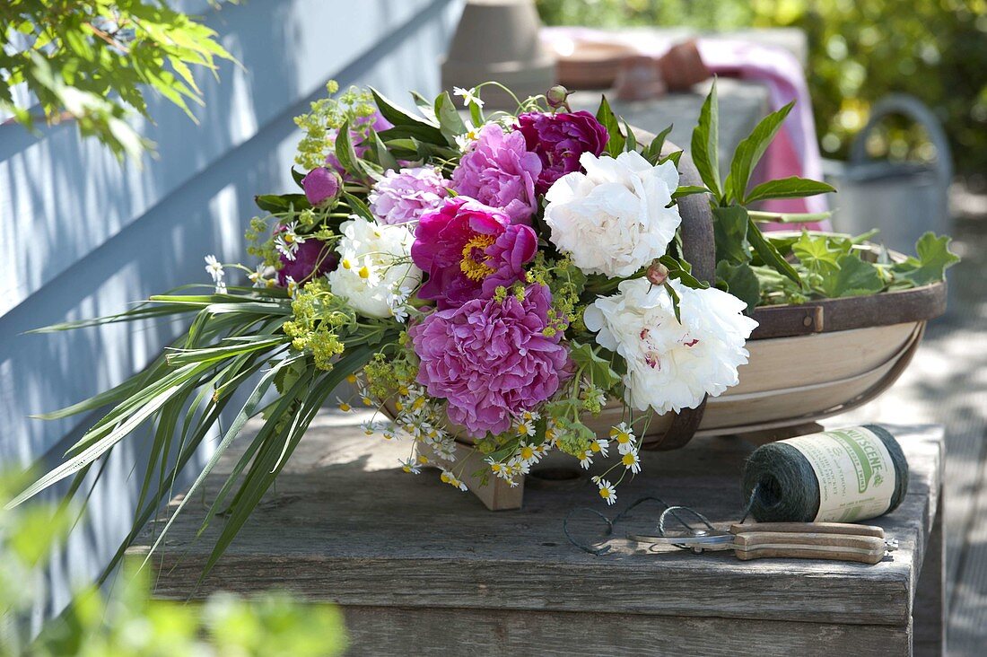 Freshly cut Paeonia, Alchemilla