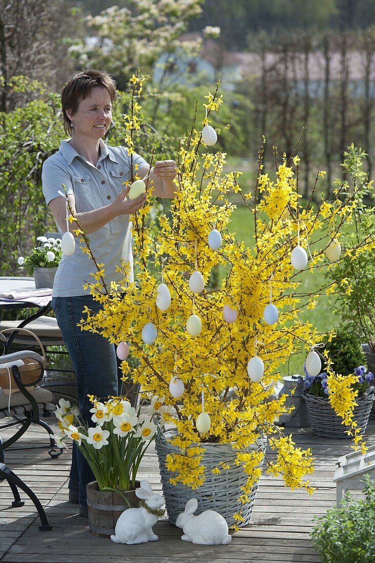 Woman decorating Forsythia intermedia 'Weekend' (Goldbells)