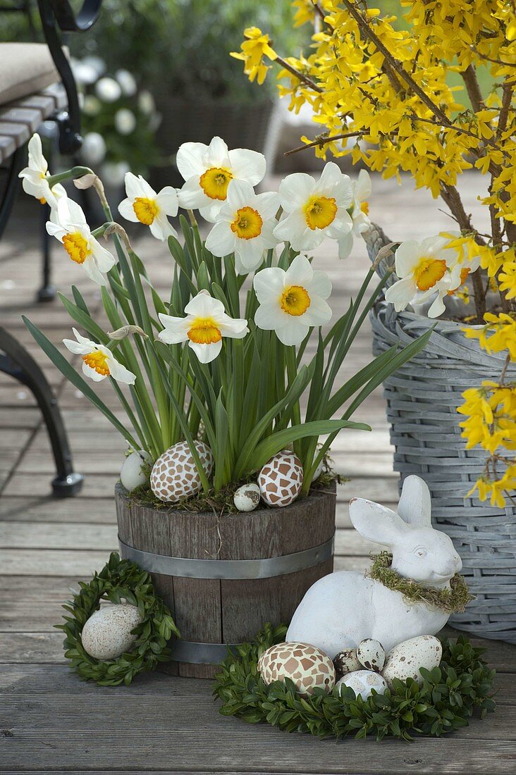 Narcissus 'Flower Record' (Narzissen) in Holz-Kübel