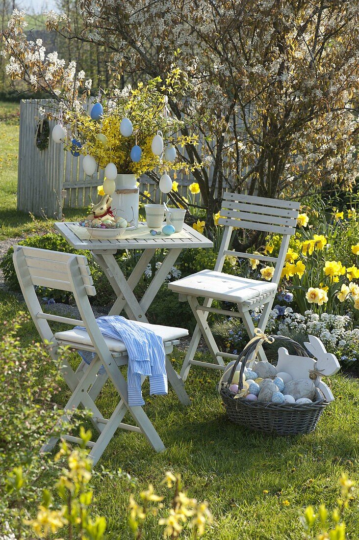 Easter table in the garden in front of Amelanchier (rock pear), Narcissus