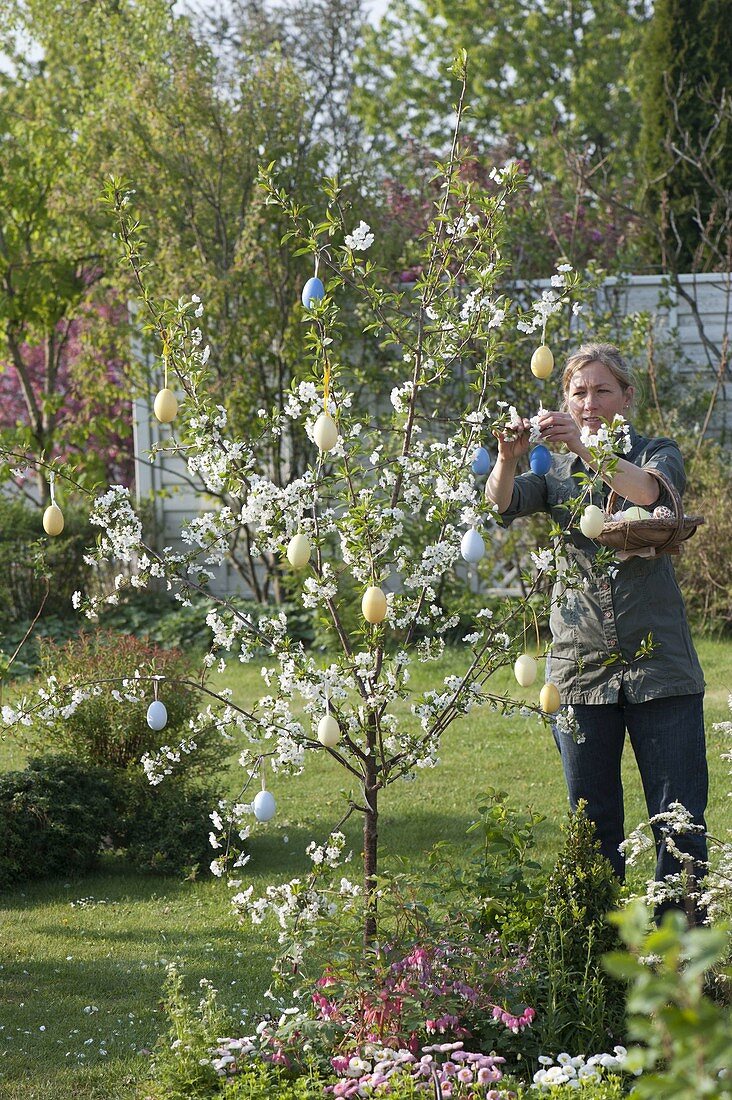 Woman decorating sour cherry 'Morina' with Easter eggs