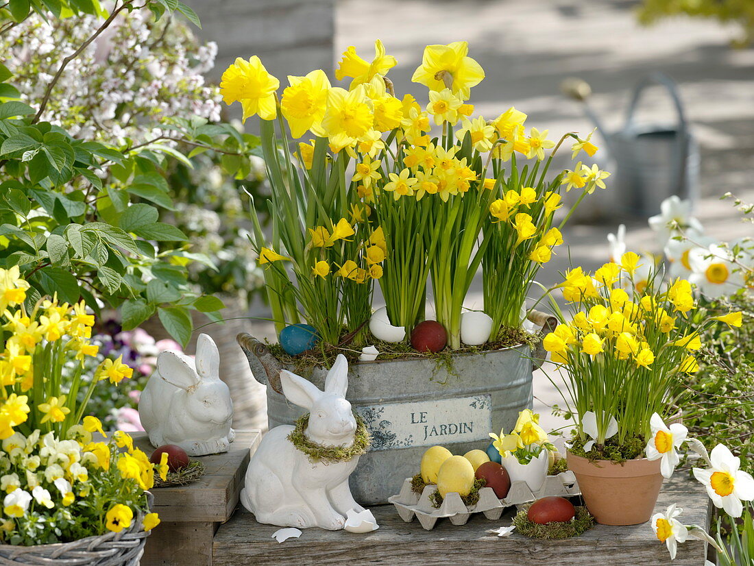 Narcissus 'Yellow River' 'Tete a Tete' 'Golden Bells' (Narzissen)