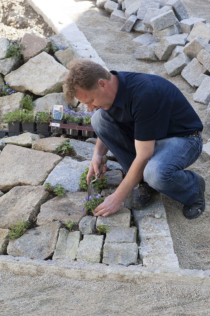 Man planting a stone wall with blue cushions and cranesbill