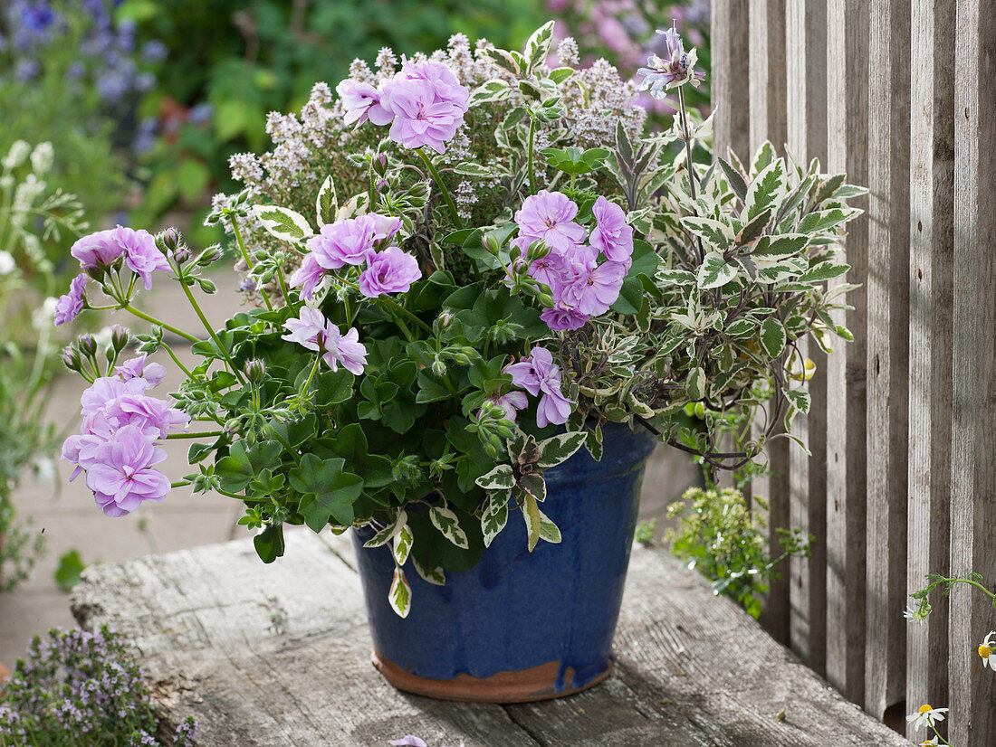 Pelargonium peltatum (hanging geranium), variegated sage 'Tricolor' (Salvia)