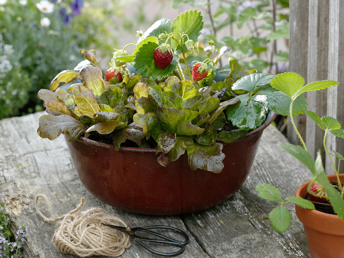 Salat (Lactuca) und Erdbeere (Fragaria) zusammen in Schüssel gepflanzt