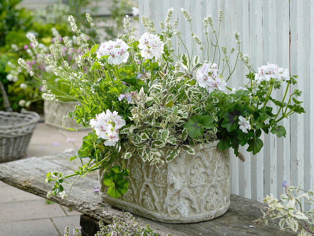 Pelargonium peltatum (Hängegeranien), Lavendel (Lavandula)