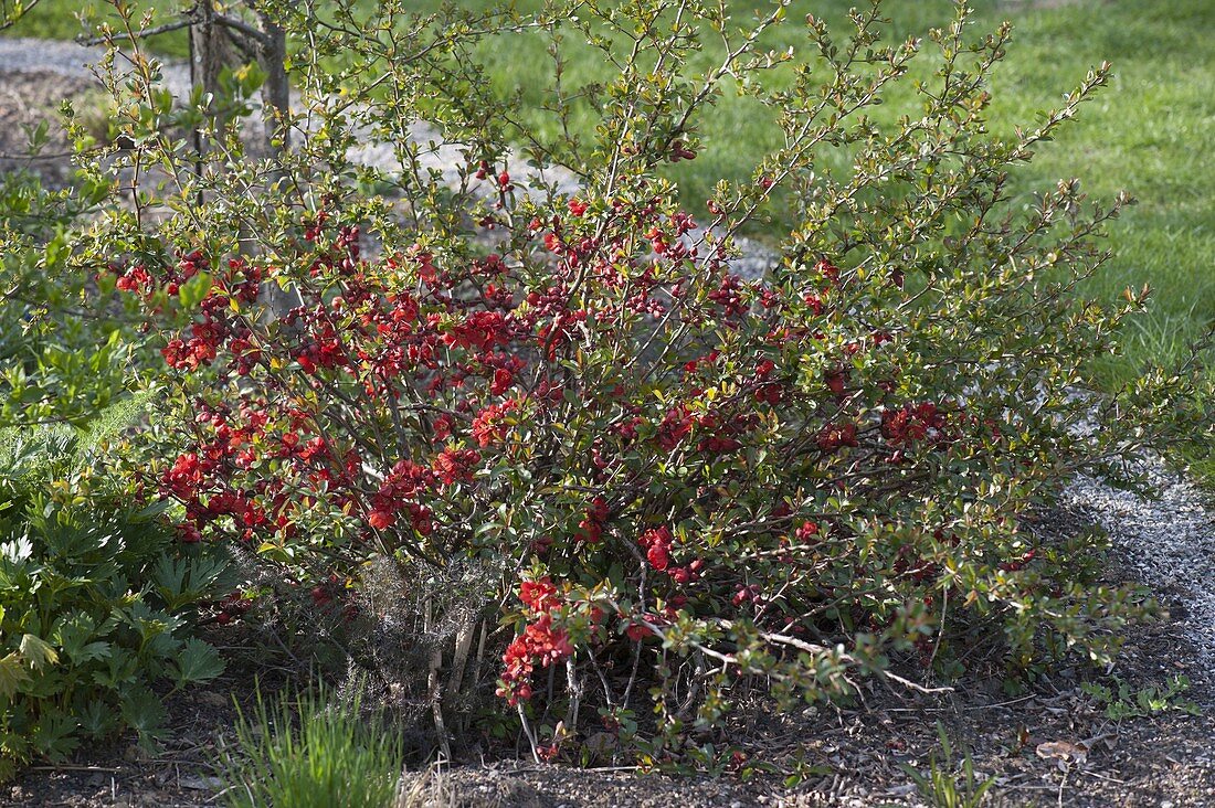 Chaenomeles japonica (Japanese mock quince, ornamental quince)