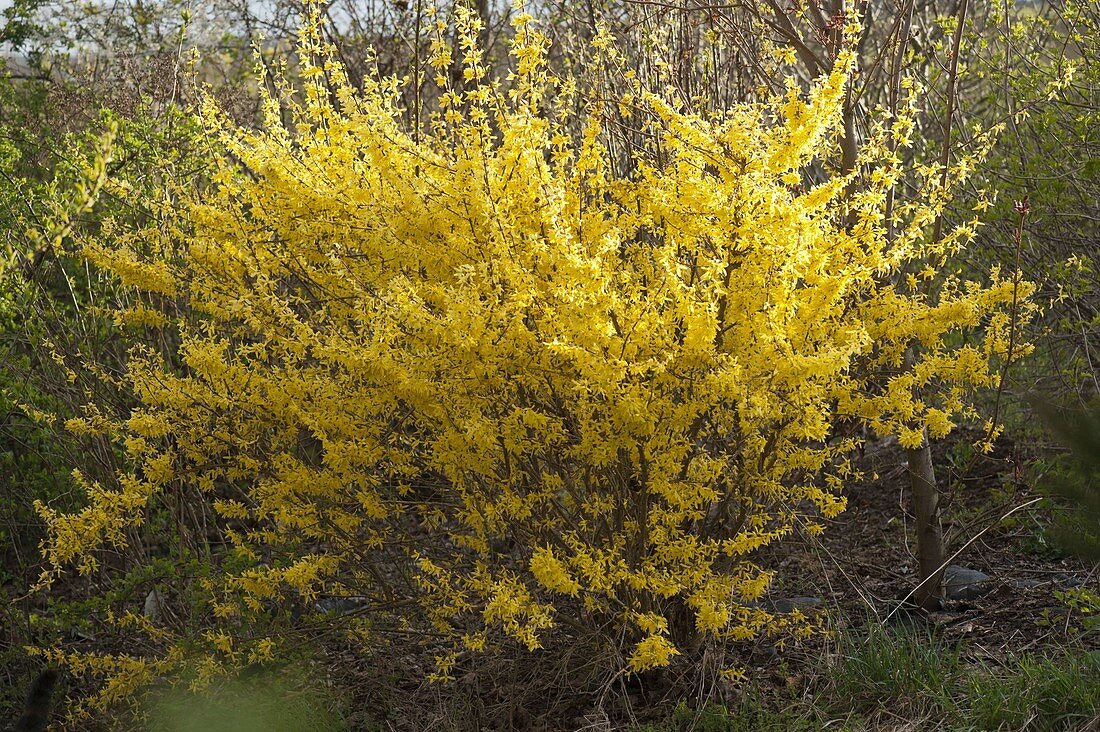 Forsythia x intermedia (Goldbell)