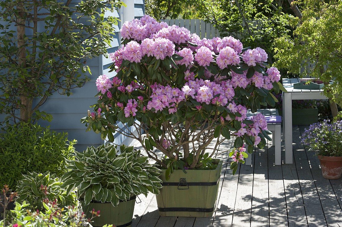 Rhododendron catawbiense 'Grandiflorum' and Hosta 'Francee'