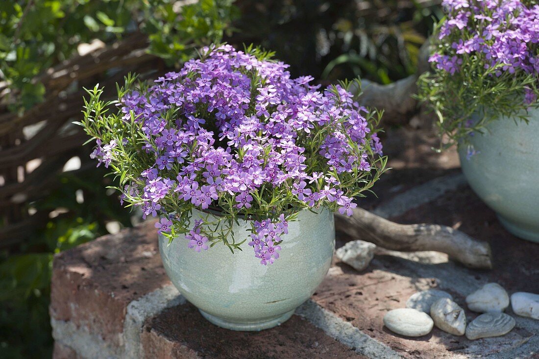 Phlox subulata 'Ronsdorfer Schöne' (Polster-Phlox)