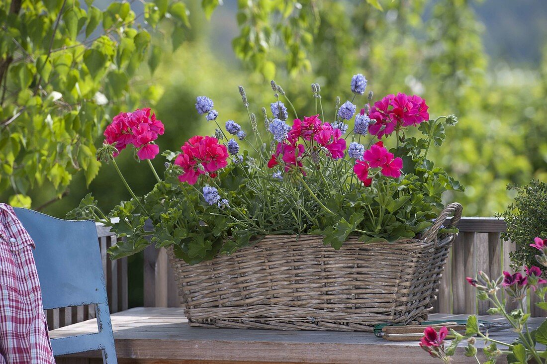 Pelargonium Interspecific 'Caliente Rose' (Geranien), Lavendel