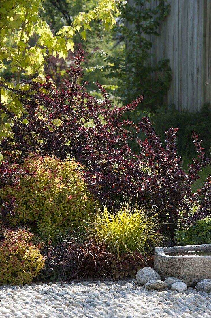 Rot-gelbes Beet mit Berberis thunbergii 'Atropurpurea' (Berberitzen)