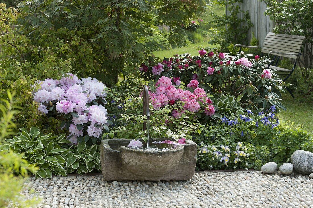 Fountain with stone trough, Rhododendron Yakushimanum 'Milano' (Garden azalea)