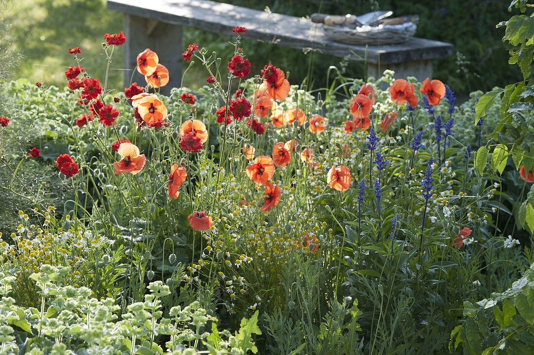 Papaver rhoeas (Klatschmohn), Geum 'Fireball' (Nelkenwurz), Salvia