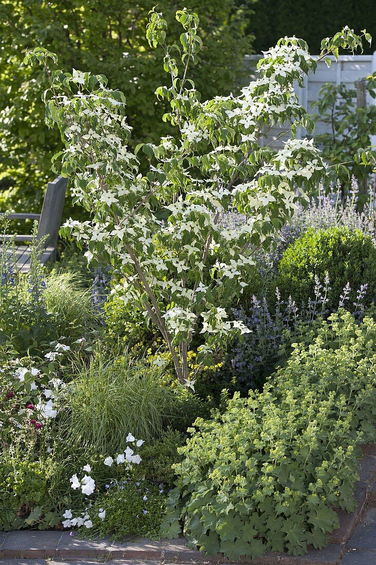 Cornus kousa 'Weiße Fontäne' (Blumenhartriegel), Alchemilla