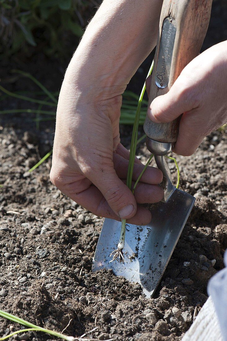 Planting leeks in the bed (4/4)