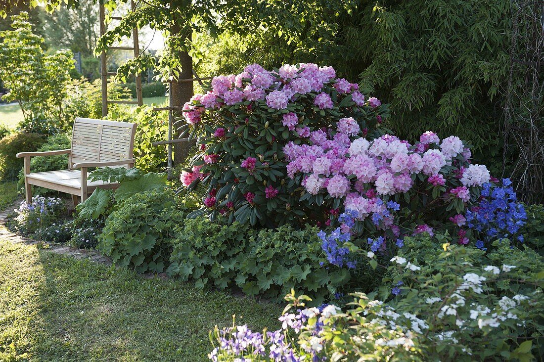 Schattenbeet unter Baum mit Rhododendron