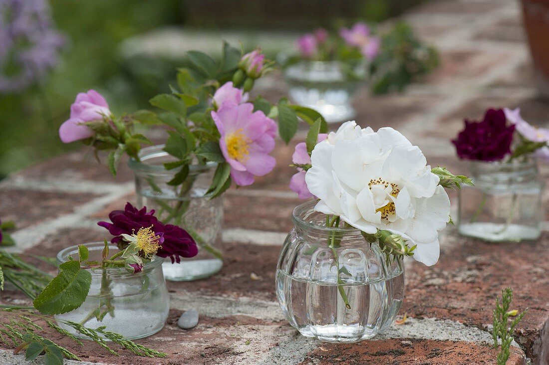 Pink rubiginosa, semiplena and gallica 'Tuscany' (Rose)