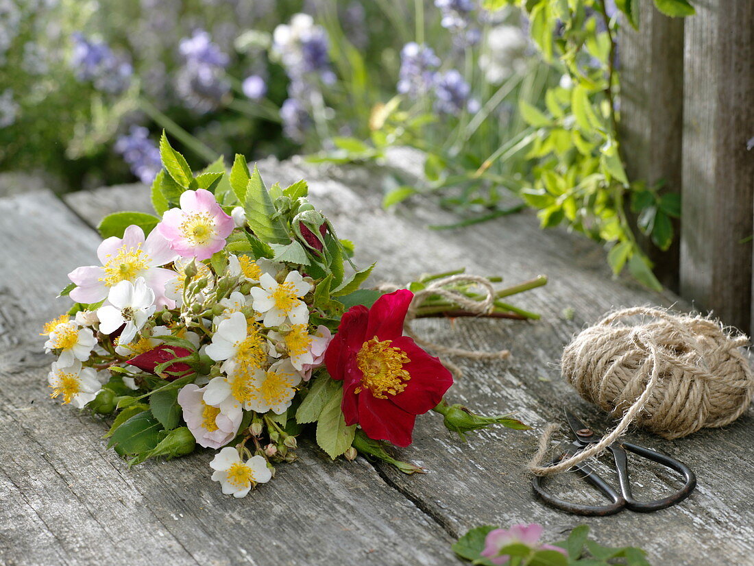 Wildrosenstrauß aus Rosa canina (Hundsrose), Rosa multiflora