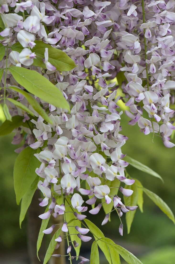 Wisteria floribunda 'Rosea' (Blauregen)